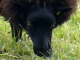 blacksheep