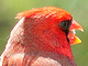 redbird