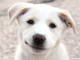 whitedog